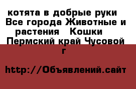 котята в добрые руки - Все города Животные и растения » Кошки   . Пермский край,Чусовой г.